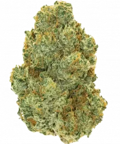 Gak Slap, tatlı meyve aromaları ve rahatlatıcı etkileriyle bilinen dengeli bir hibrit türdür. Stres ve ağrı yönetimine yardımcı olabilir. Özelliklerini keşfedin.