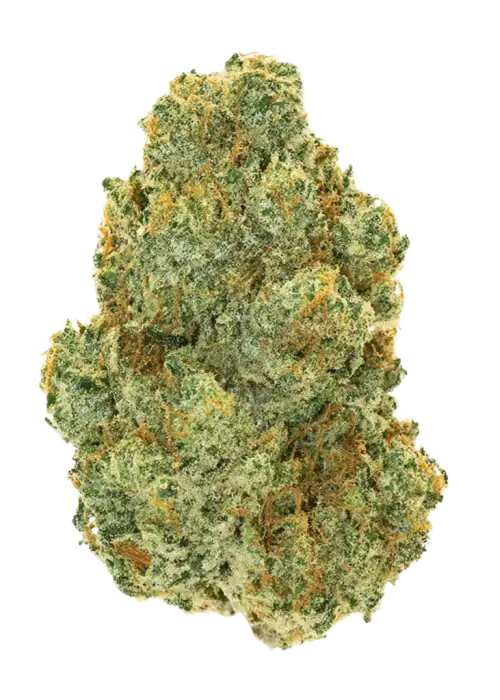 Gak Slap, tatlı meyve aromaları ve rahatlatıcı etkileriyle bilinen dengeli bir hibrit türdür. Stres ve ağrı yönetimine yardımcı olabilir. Özelliklerini keşfedin.