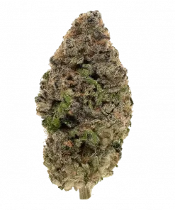 Galactic Rainbow, sert narenciye aroması ve yüksek THC içeriğiyle öne çıkan Sativa baskın bir türdür. Genetik yapısını ve potansiyel faydalarını keşfedin.