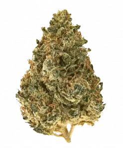 Galaxy Fast, tatlı ve toprak aromalı, hızlı çiçeklenen Indica türüdür. THC ile rahatlatıcı etkilere sahiptir. Galaxy Fast'i keşfedin.