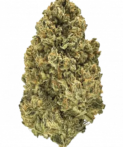 Gammaberry, çilek reçeli aromalı, yüksek THC'li bir hibrit türdür. Anksiyete ve stres için ideal. Genetik yapısını ve etkilerini keşfedin.