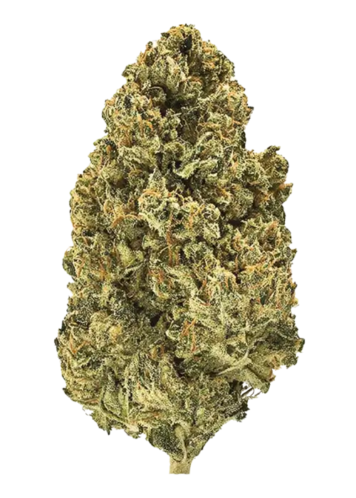 Gammaberry, çilek reçeli aromalı, yüksek THC'li bir hibrit türdür. Anksiyete ve stres için ideal. Genetik yapısını ve etkilerini keşfedin.