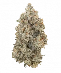 Garbage Island, tatlı tropikal aromaları ve yüksek THC içeriğiyle öne çıkan dengeli bir hibrit türdür. Benzersiz genetik yapısını ve etkilerini keşfedin.
