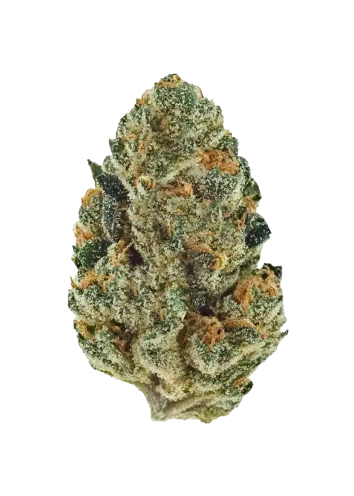 Garlic Juice, sert sarımsak aroması ve yüksek THC içeriğiyle bilinen Indica dominant bir türdür. Depresyon ve uykusuzluğa iyi gelir. Özelliklerini keşfedin.