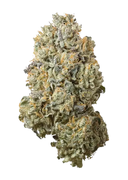 Garlic Sherb S1, sert yakıtımsı aroması ve rahatlatıcı etkileriyle öne çıkan indica baskın bir türdür. Benzersiz lezzet profilini ve faydalarını keşfedin.