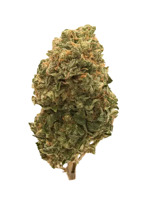 Garlic Storm, tatlı meyve aromaları ve yüksek THC içeriğiyle bilinen Indica baskın bir türdür. Stres ve iştah sorunlarına doğal çözüm için hemen keşfedin.