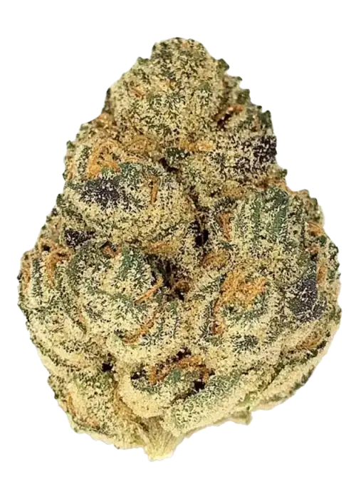 Garlicane, sarımsak aroması ve yüksek THC içeriğiyle bilinen Indica dominant bir türdür. Slurricane x GMO genetiğini keşfedin ve etkilerini görüntüleyin.