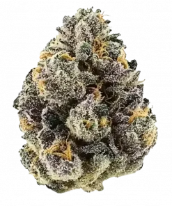 Gary Payton x Purple Punch, üzüm ve yakıtımsı notalarıyla öne çıkan Indica baskın bir türdür. Rahatlatıcı etkilerini ve genetik yapısını keşfedin.