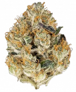 Gary Payton x Sour Face, yakıtımsı ve meyvemsi aromalarıyla öne çıkan Sativa baskın bir türdür. Yüksek THC içeriğiyle yaratıcılığı keşfedin ve genetik yapısını görüntüleyin.