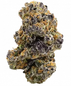 Gary Poppins, yakıtımsı aroması ve yüksek THC içeriğiyle öne çıkan dengeli bir hibrit türdür. Güçlü etkilerini keşfedin ve benzersiz lezzetini görüntüleyin.