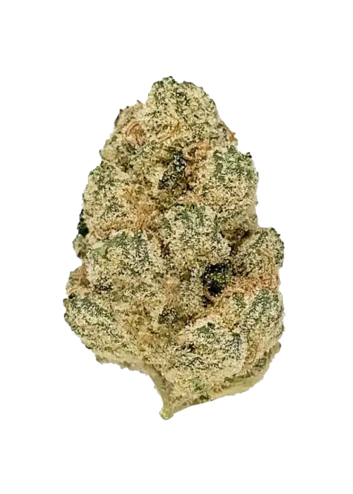 Gary Satan, yakıtımsı aroması ve yüksek THC içeriğiyle öne çıkan Indica baskın bir türdür. Depresyon ve stresi azaltan etkilerini keşfedin ve genetik yapısını görüntüleyin.