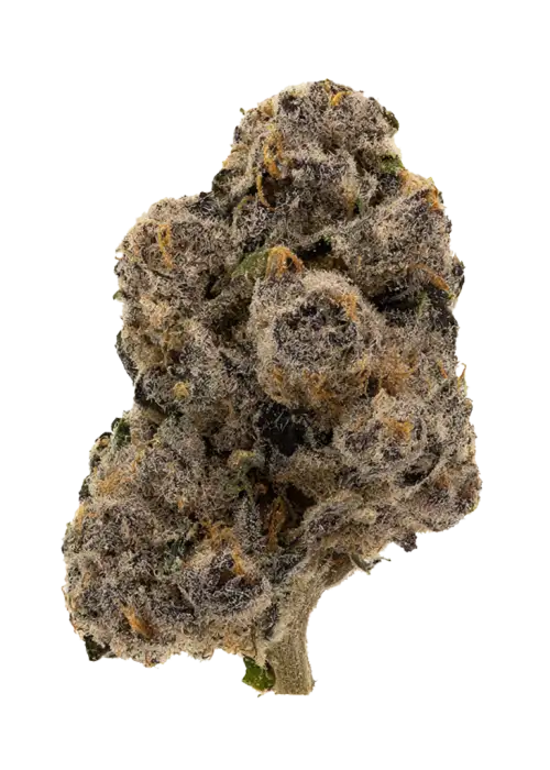 Gas Basket, yakıtımsı aroması ve THC içeriğiyle öne çıkan indica dominant bir türdür. Sakinleştirici etkileriyle bilinir. Bu eşsiz türü keşfedin.