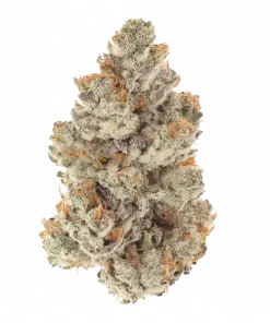 Gas Fumes, sert yakıtımsı aroması ve yüksek THC içeriğiyle bilinen güçlü bir Indica türüdür. Derin rahatlama ve öfori için genetik yapısını keşfedin.