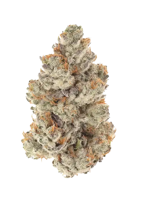 Gas Fumes, sert yakıtımsı aroması ve yüksek THC içeriğiyle bilinen güçlü bir Indica türüdür. Derin rahatlama ve öfori için genetik yapısını keşfedin.