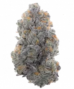 Gas Guzzler, yakıtımsı ve meyveli aromalarıyla öne çıkan Indica baskın bir türdür. Yüksek THC içeriğiyle rahatlatıcı etkiler sunar. Bu özel türü keşfedin.