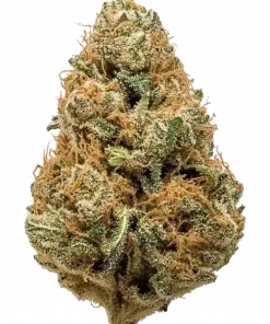 Gas Plant, sert yakıtımsı aroması ve 'e varan THC içeriğiyle bilinen Indica dominant bir türdür. Benzersiz genetik yapısını keşfedin ve etkilerini görüntüleyin.