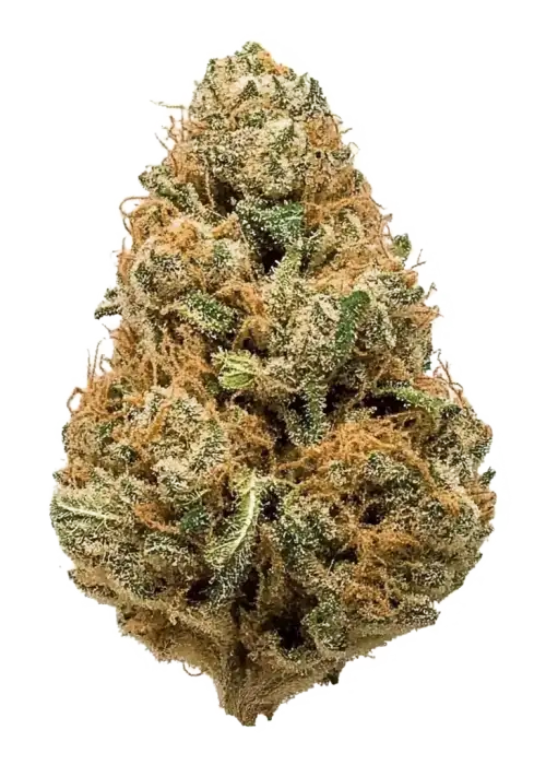 Gas Plant, sert yakıtımsı aroması ve 'e varan THC içeriğiyle bilinen Indica dominant bir türdür. Benzersiz genetik yapısını keşfedin ve etkilerini görüntüleyin.