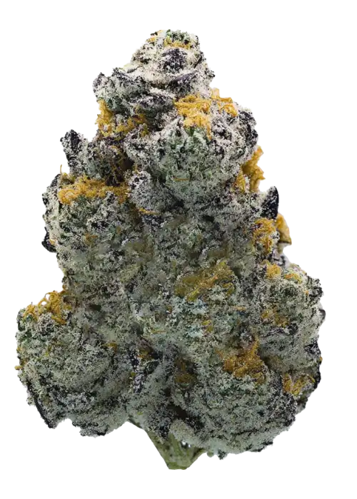 Gasberry, yakıtımsı aroması ve dengeli etkileriyle öne çıkan hibrit bir türdür. THC oranı yüksektir. Genetik yapısını ve potansiyel faydalarını keşfedin.