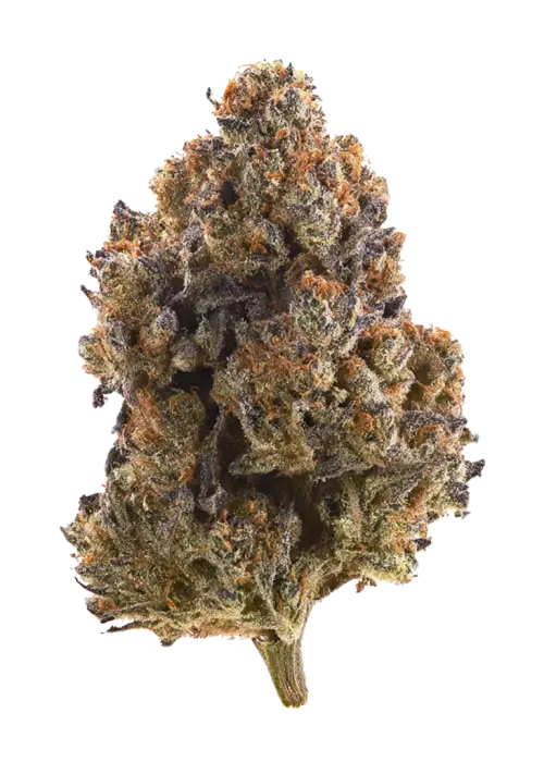 Gaschata, yakıtımsı ve meyveli aromasıyla öne çıkan Sativa baskın bir türdür. Yüksek THC içeriğiyle mutluluk ve rahatlama sağlar. Özelliklerini keşfedin.