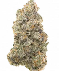 Gasper, yakıtımsı aroması ve rahatlatıcı etkisiyle öne çıkan indica baskın bir türdür. Yüksek verimli genetik yapısını keşfedin ve özelliklerini görüntüleyin.