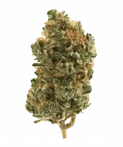 Gassy Taffy, yakıtımsı ve tatlı aromalarıyla öne çıkan sativa baskın bir türdür. Yüksek THC içeriğiyle enerji ve rahatlama sunar. Etkilerini keşfedin.