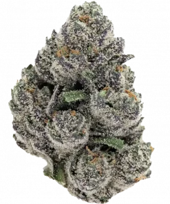 Gastro Pop, yakıtımsı ve meyvemsi aromalarıyla öne çıkan dengeli bir hibrit türdür. Apples & Bananas genetiğiyle rahatlatıcı etkilerini keşfedin.