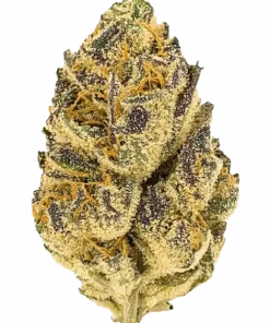 Gazzurple, sert yakıtımsı aroması ve yüksek THC içeriğiyle bilinen Indica baskın bir türdür. Ağrı ve uykusuzluğa iyi gelir. Etkilerini keşfedin.