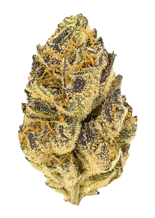 Gazzurple, sert yakıtımsı aroması ve yüksek THC içeriğiyle bilinen Indica baskın bir türdür. Ağrı ve uykusuzluğa iyi gelir. Etkilerini keşfedin.