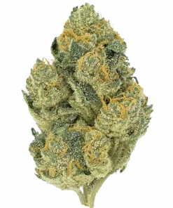 Geisha Breath, tatlı meyve aromaları ve yüksek THC içeriğiyle bilinen Indica dominant bir türdür. Yoğun rahatlama ve mutluluk için genetik yapısını keşfedin.