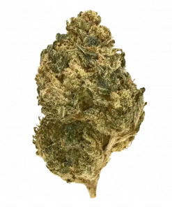 Gelateria, vanilya ve peynir aromalarıyla öne çıkan sativa baskın bir türdür. Yüksek THC içeriğiyle enerji ve yaratıcılığı artırır. Genetik yapısını keşfedin.