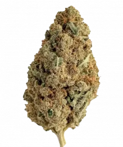 Gelato 25, tatlı şerbet aroması ve yüksek THC içeriğiyle bilinen Indica dominant bir türdür. Odak ve coşku veren etkilerini keşfedin.