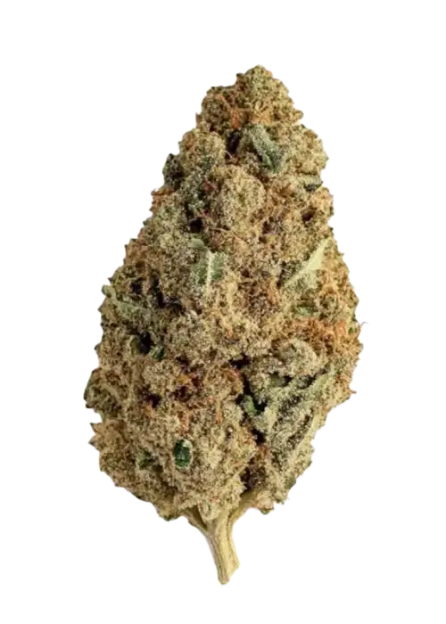 Gelato 25, tatlı şerbet aroması ve yüksek THC içeriğiyle bilinen Indica dominant bir türdür. Odak ve coşku veren etkilerini keşfedin.