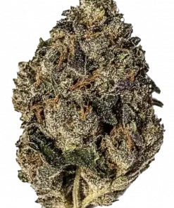 Gelato #33, turunçgil ve şerbet aromalarıyla öne çıkan dengeli bir hibrit türdür. Enerji veren ve ruh halini yükselten etkileri keşfedin. Hemen görüntüleyin.