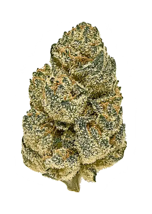 Seedsman Gelato 41 BX Auto, tatlı meyve aromaları ve THC ile öne çıkan Indica dominant bir türdür. Rahatlatıcı etkilerini keşfedin ve hemen görüntüleyin.