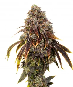 Gelato 41 Feminized Esrar Tohumu (Seedstockers)