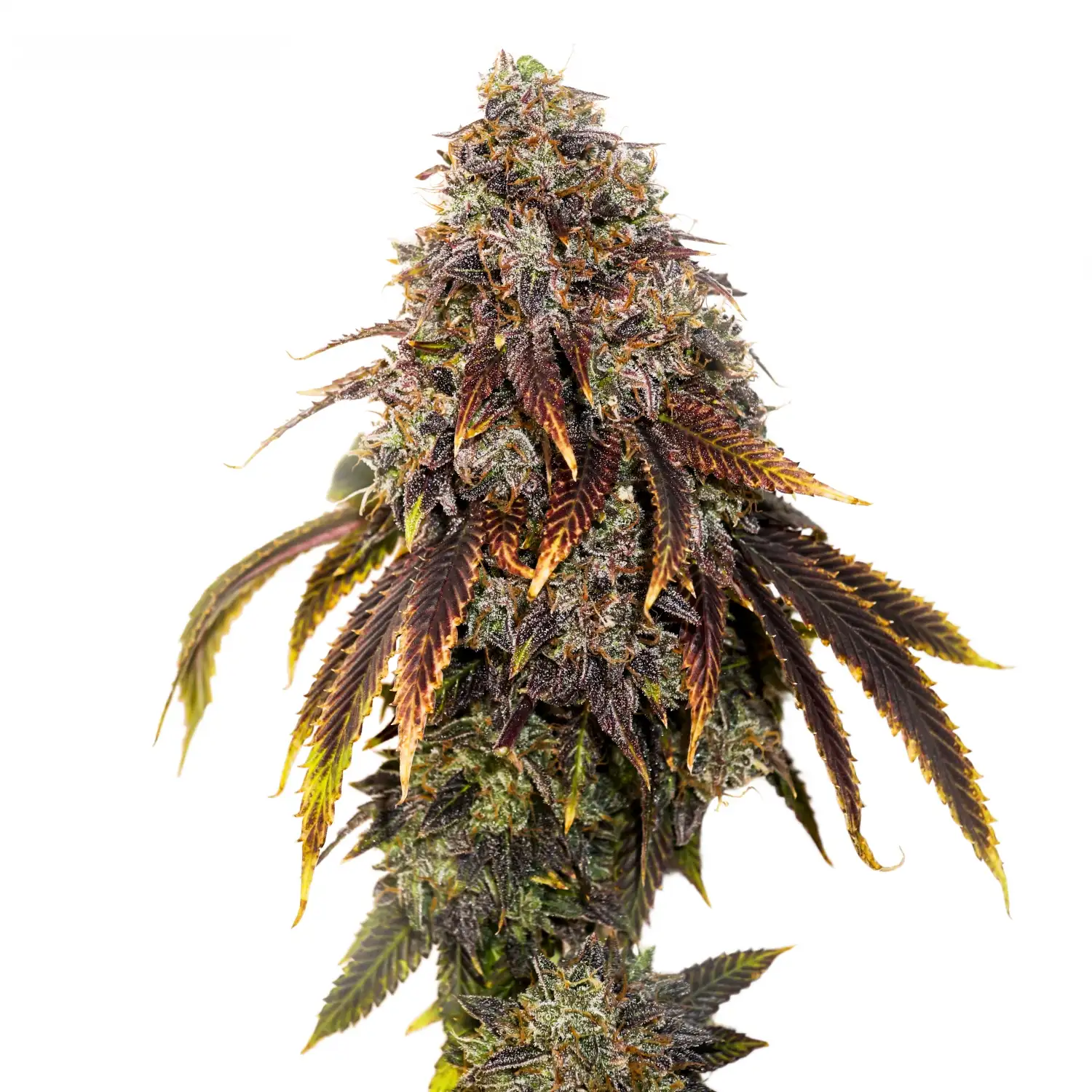 Gelato 41 Feminized Esrar Tohumu (Seedstockers)