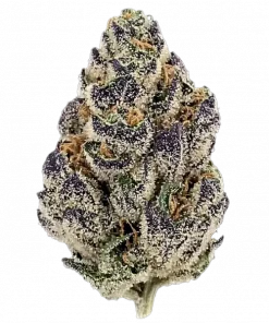 Gelato Acaiberry x Purple Punch, üzüm aromalı ve dengeli etkili Sativa baskın bir türdür. Orta zorlukta yetiştirilir. Genetik yapısını keşfedin ve faydalarını görüntüleyin.