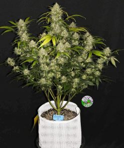 Gelato Auto Fem Esrar Tohumu (Fast Buds)