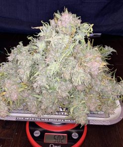 Gelato Auto Fem Esrar Tohumu (Fast Buds)