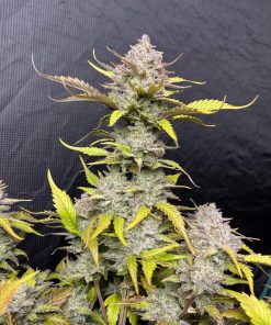 Gelato Auto Fem Esrar Tohumu (Fast Buds)