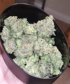 Gelato Auto Fem Esrar Tohumu (Fast Buds)