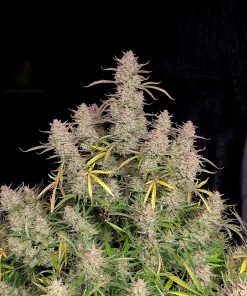 Gelato Auto Fem Esrar Tohumu (Fast Buds)