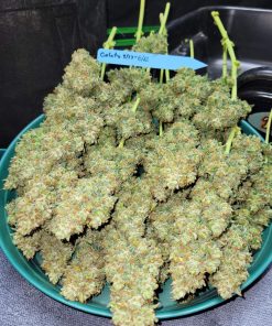 Gelato Auto Fem Esrar Tohumu (Fast Buds)