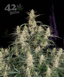 Gelato Auto Fem Esrar Tohumu (Fast Buds)