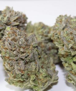 Gelato Auto Fem Esrar Tohumu (Fast Buds)