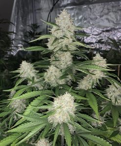 Gelato Auto Fem Esrar Tohumu (Fast Buds)