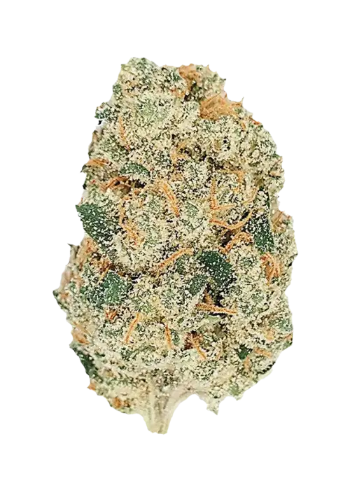 Gelato Auto, tatlı aroması ve 'ya varan THC içeriğiyle öne çıkan dengeli bir hibrit türüdür. Yaratıcılığı artıran bu türün genetik yapısını keşfedin.