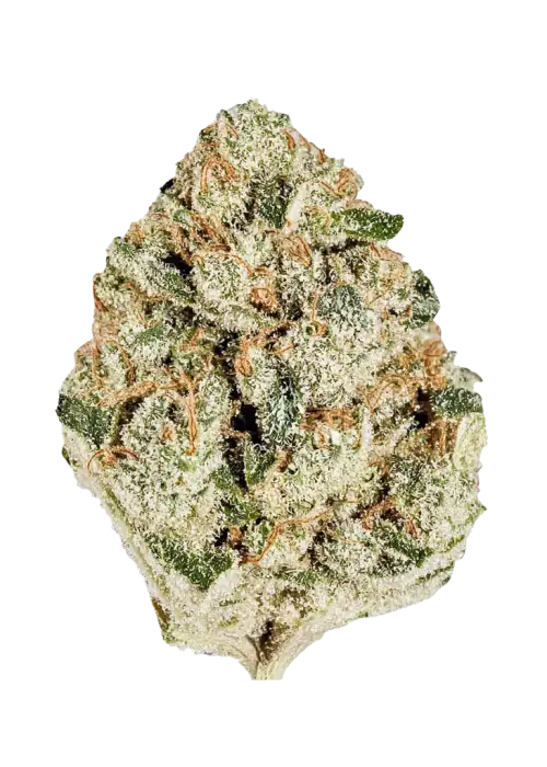 Gelato Cake, vanilya aromalı ve yüksek THC içeren baskın bir Indica türüdür. Rahatlatıcı etkileriyle öne çıkar. Bu özel türü keşfedin.