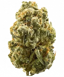 Gelato Cookies, tatlı mango aroması ve yüksek THC içeriğiyle öne çıkan Indica baskın bir türdür. Etkilerini ve potansiyel faydalarını hemen keşfedin.