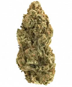 Gelato Dream, vanilya notaları ve THC ile öne çıkan sativa baskın türdür. Yüksek verim ve tatlı aromasıyla dikkat çeker. Özelliklerini keşfedin.